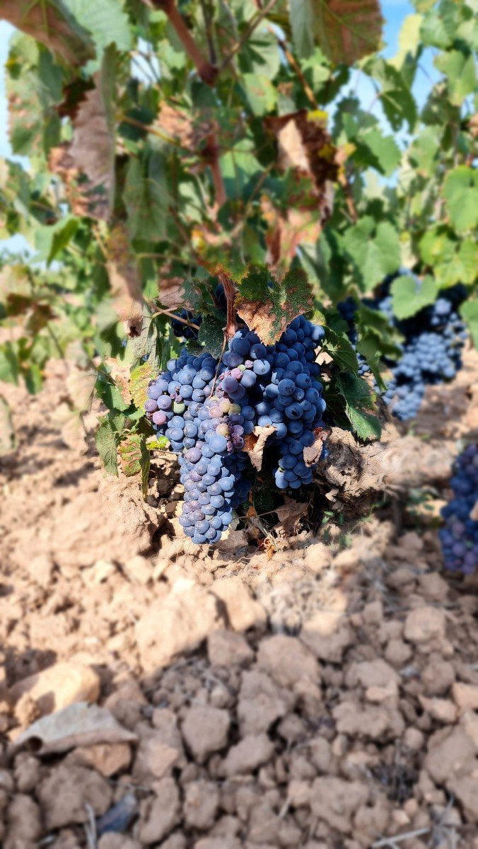 o_1i5v665m77kpffvtat11vubm61k