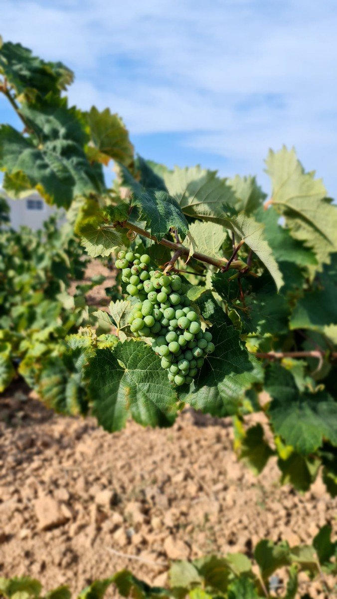 o_1i5vavl3c1cgf8rgmoclv01f601i