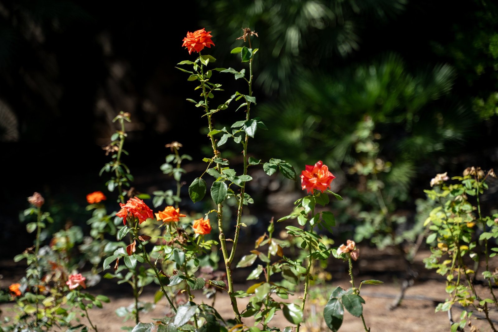 o_1i7la5o2d16g1511aoj199219j3fi