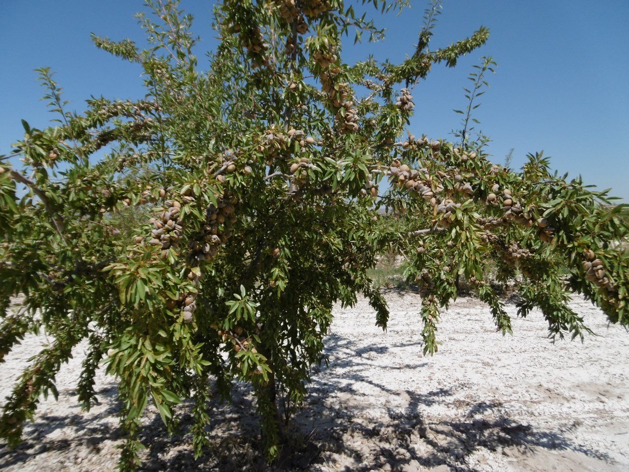 o_1itsffmdh11p5qaqoom1eri1mh21v