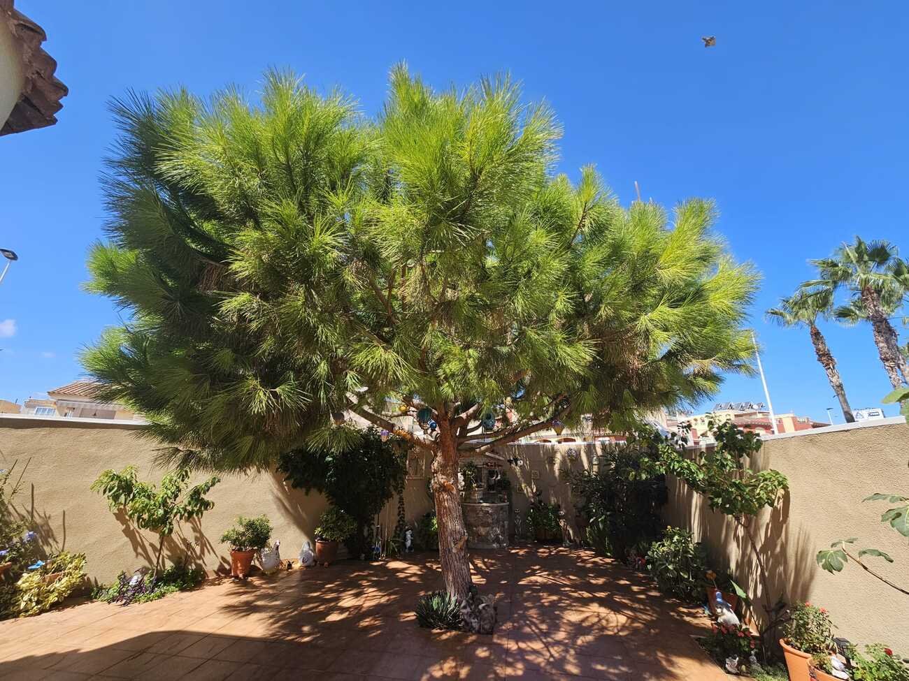 villa-torrevieja-rke-1121-59