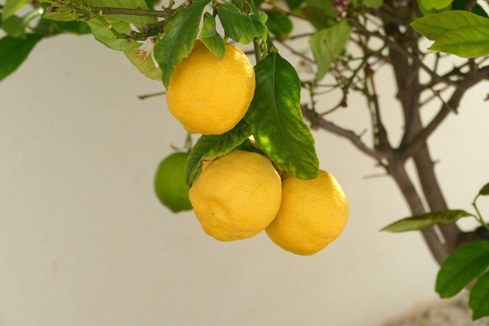 full_1528066_66322716