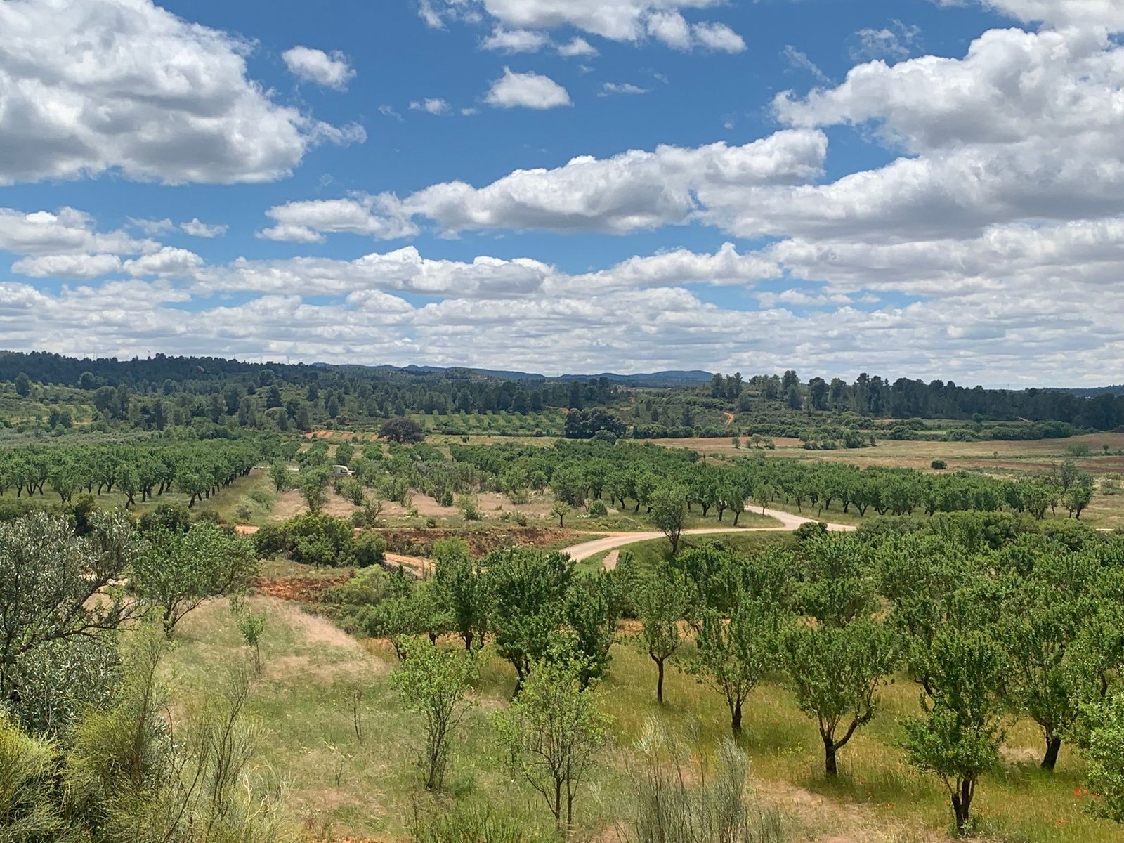 40,000 m² Land in Ayora - Caza De Casa