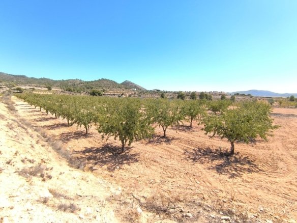 Land in Monóvar/Monóver - Caza De Casa