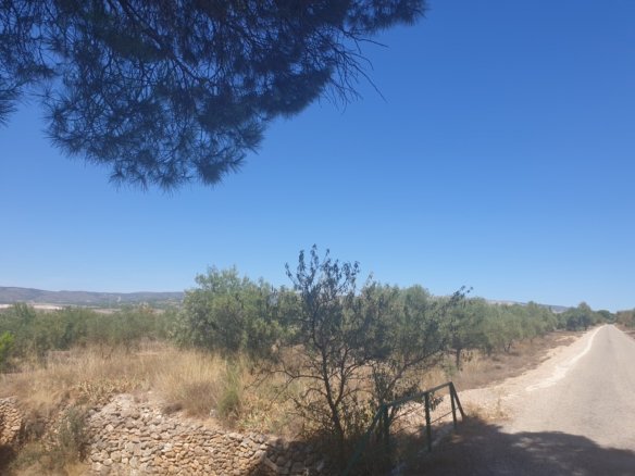 9,500 m² Land in Biar - Caza De Casa
