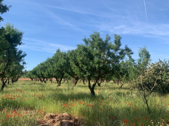 40,000 m² Land in Ayora - Caza De Casa