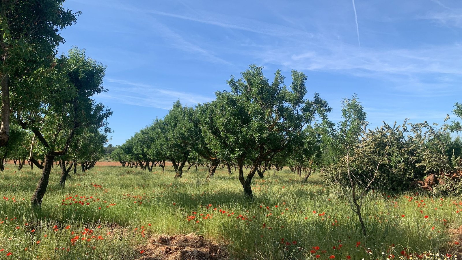 40,000 m² Land in Ayora - Caza De Casa