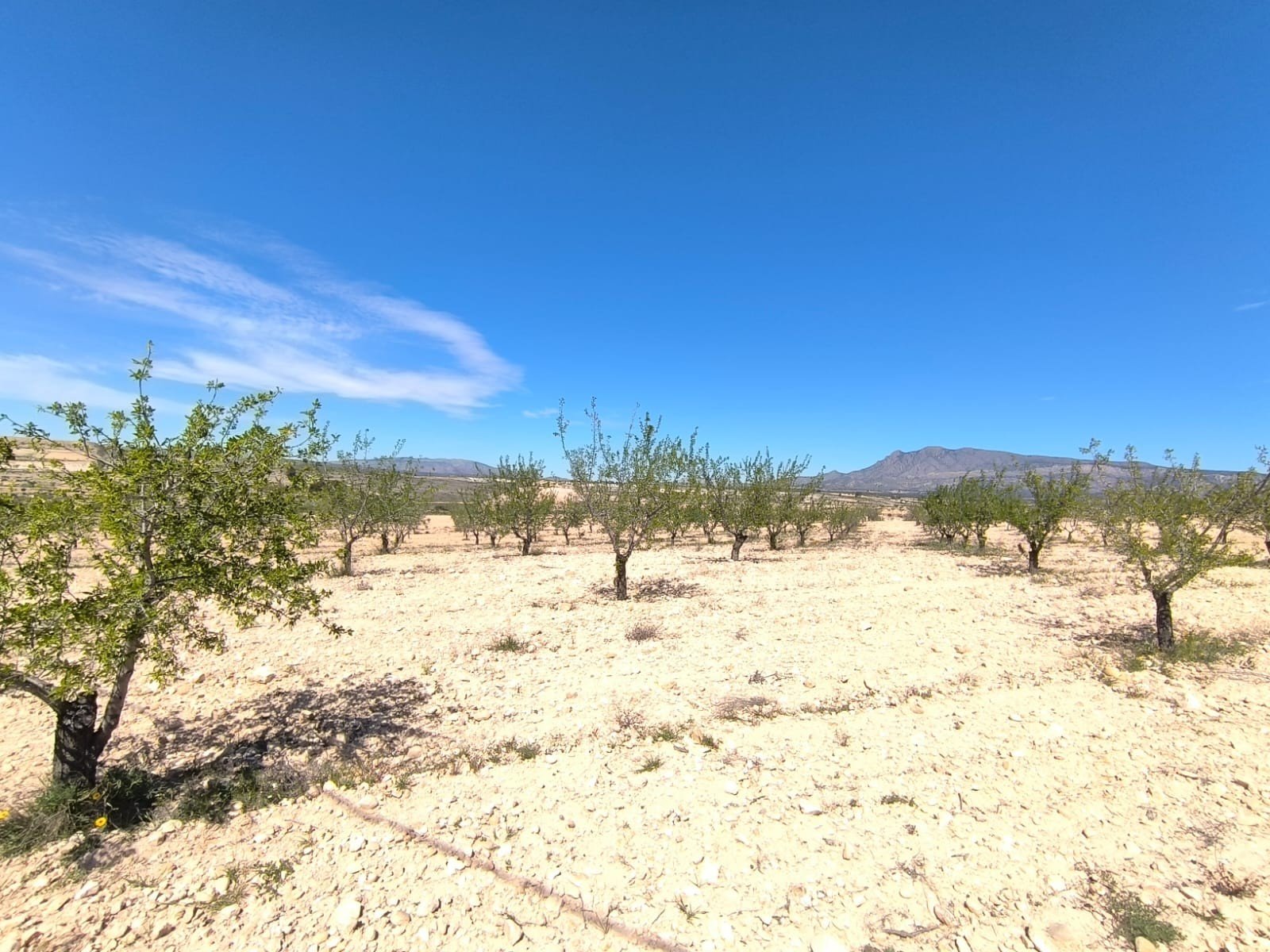 0402be6f58972bfb Land in Jumilla - Caza De Casa