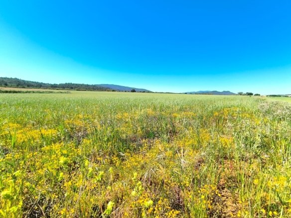 Land in Yecla - Caza De Casa