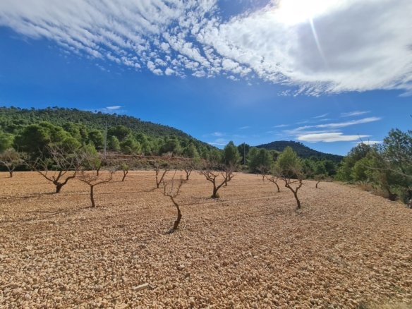 Land in Pinoso - Caza De Casa