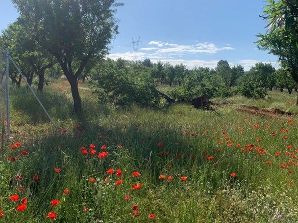 40,000 m² Land in Ayora - Caza De Casa