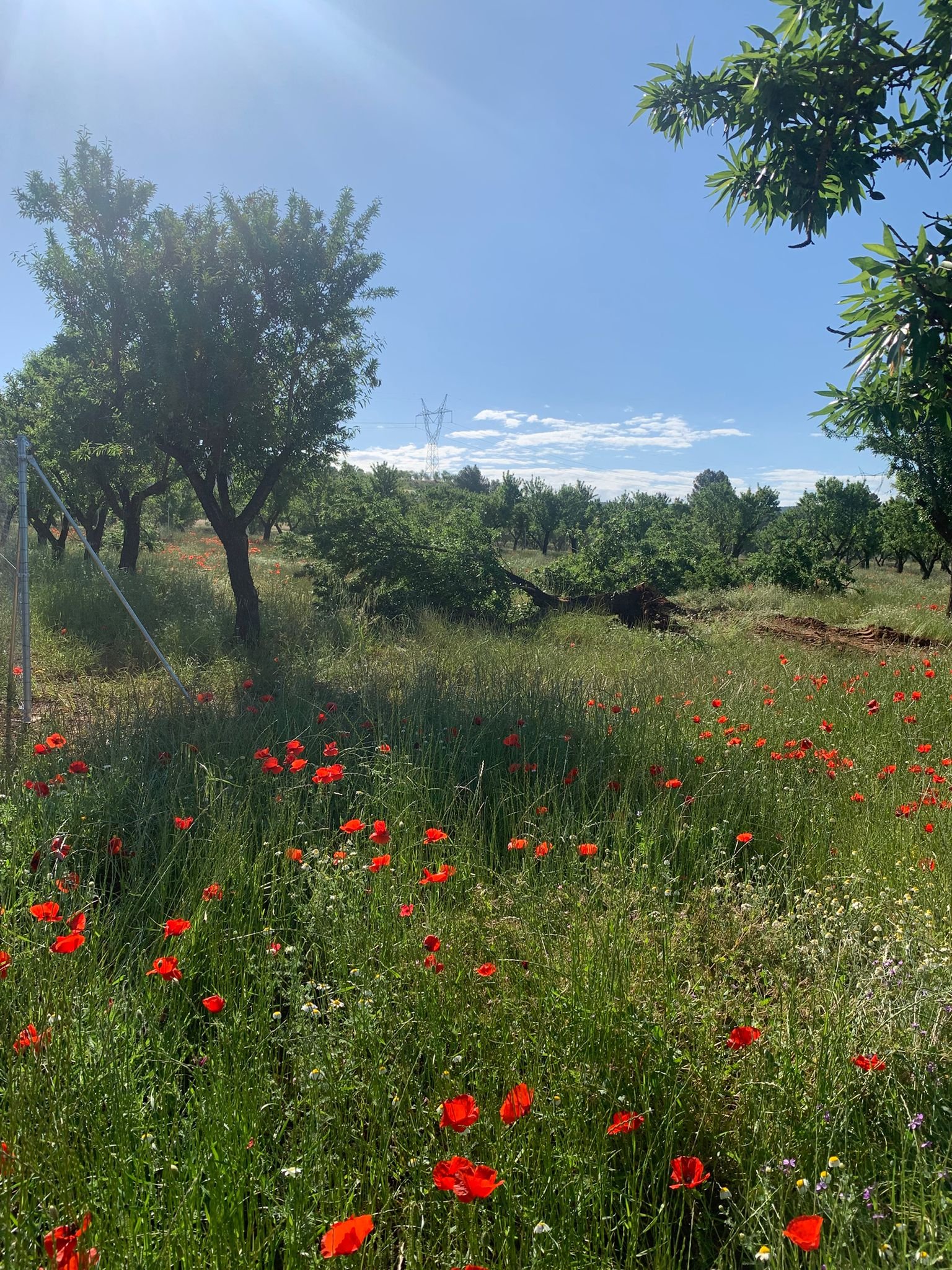 40,000 m² Land in Ayora - Caza De Casa