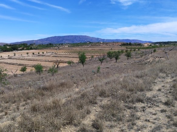 17,300 m² Land in Pinoso - Caza De Casa