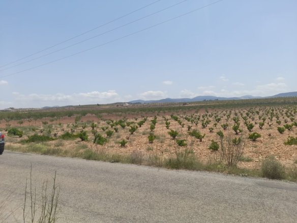 Land in Pinoso - Caza De Casa