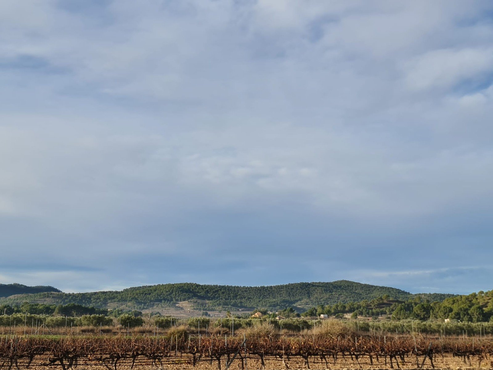Land in Monóvar/Monóver - Caza De Casa