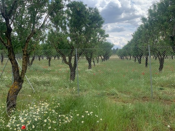 40,000 m² Land in Ayora - Caza De Casa