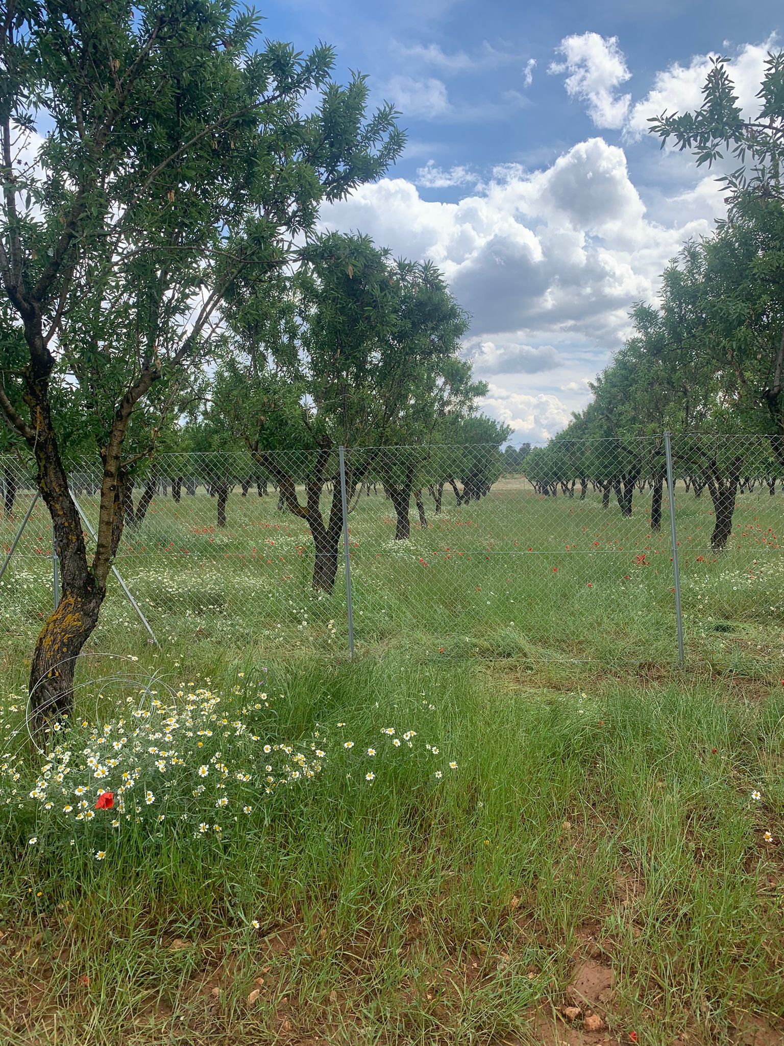 40,000 m² Land in Ayora - Caza De Casa