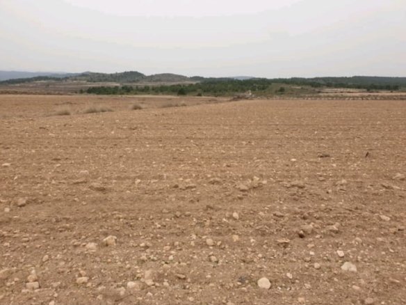 21,838 m² Land in Pinoso - Caza De Casa