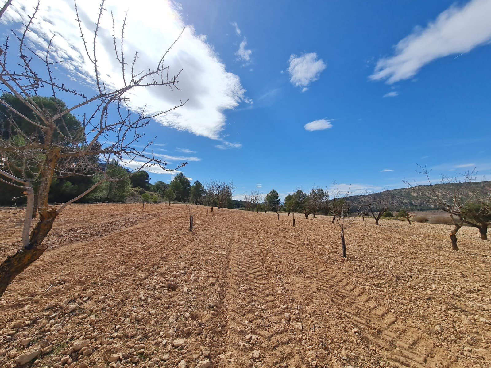 06842a5b988744f1 Land in Pinoso - Caza De Casa