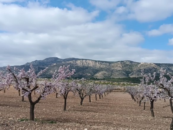 19,875 m² Land in Jumilla - Caza De Casa
