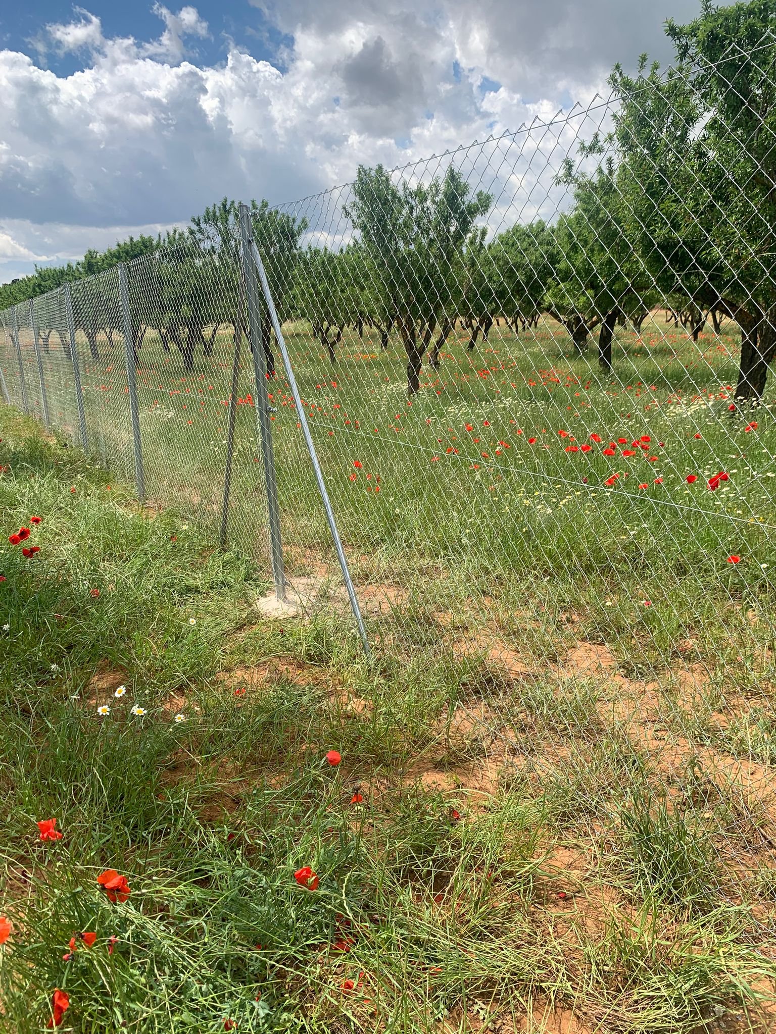 40,000 m² Land in Ayora - Caza De Casa