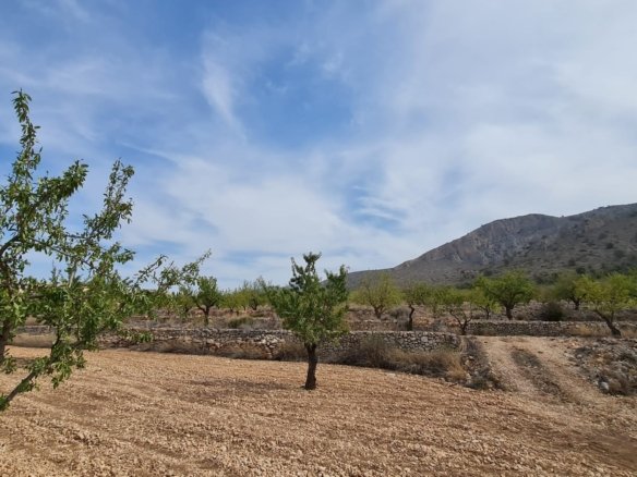 Land in Algueña - Caza De Casa
