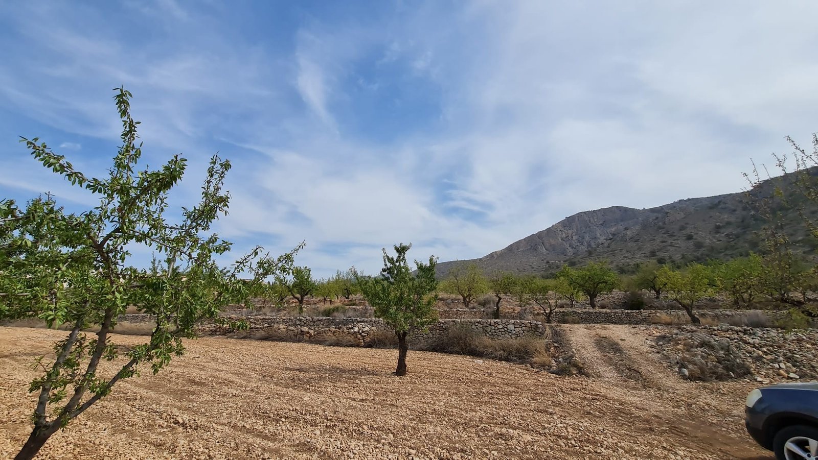 Land in Algueña - Caza De Casa