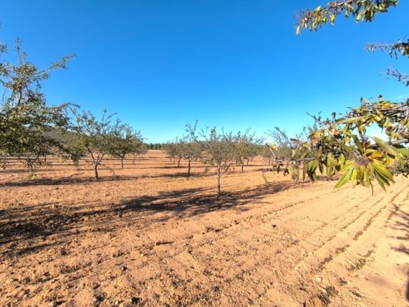 Land in Yecla - Caza De Casa