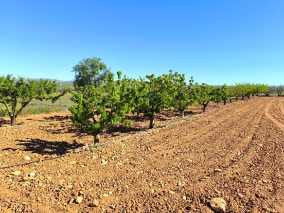 4 Bedroom 1 Bathroom Country House in Yecla - Caza De Casa