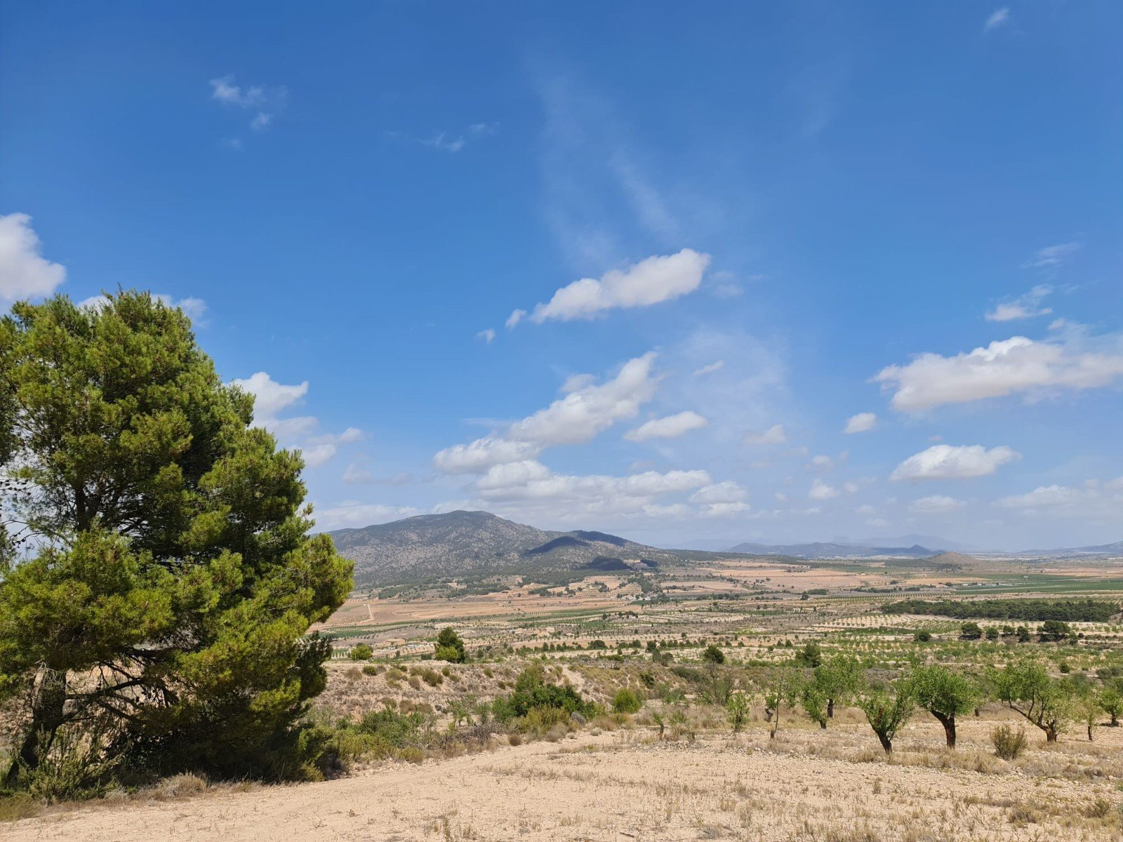 31,486 m² Land in Yecla - Caza De Casa