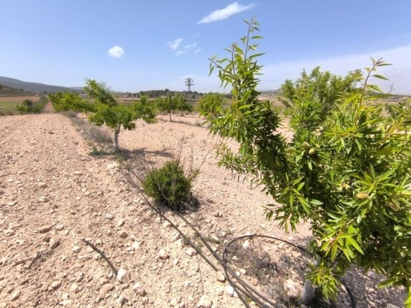 Land in Monóvar/Monóver - Caza De Casa