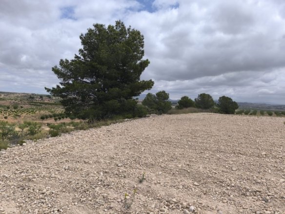 29,575 m² Land in Pinoso - Caza De Casa