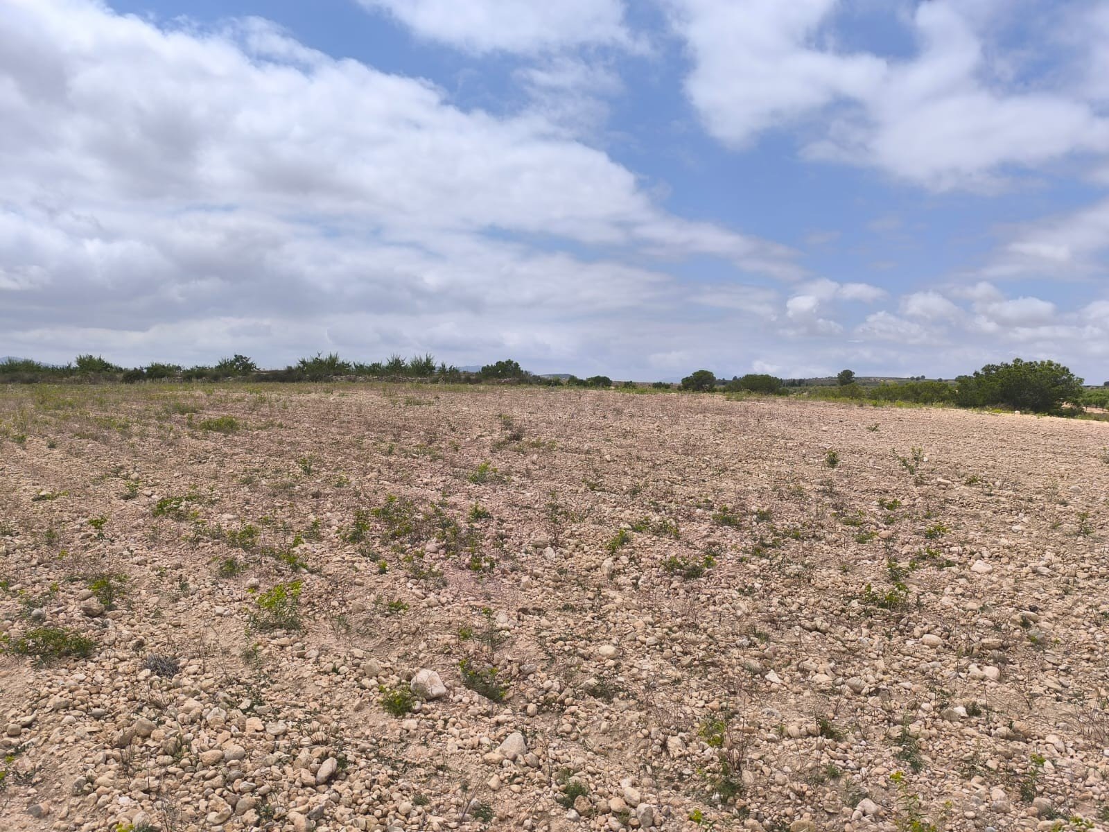 29,575 m² Land in Pinoso - Caza De Casa