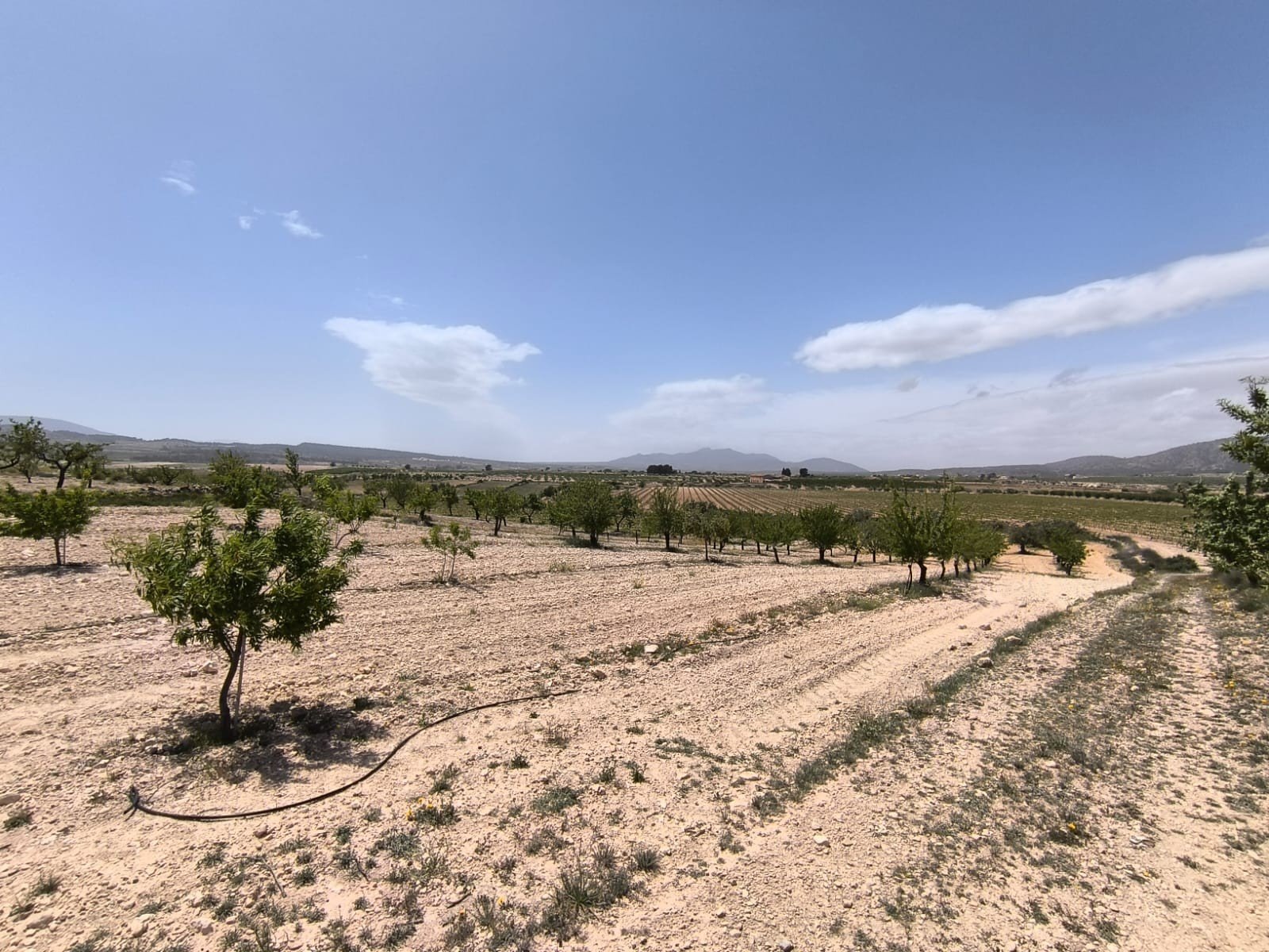 0cfd2daa55c63d0d 5,750 m² Land in Pinoso - Caza De Casa