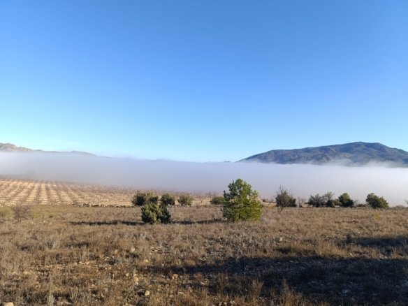 9,197 m² Land in Yecla - Caza De Casa