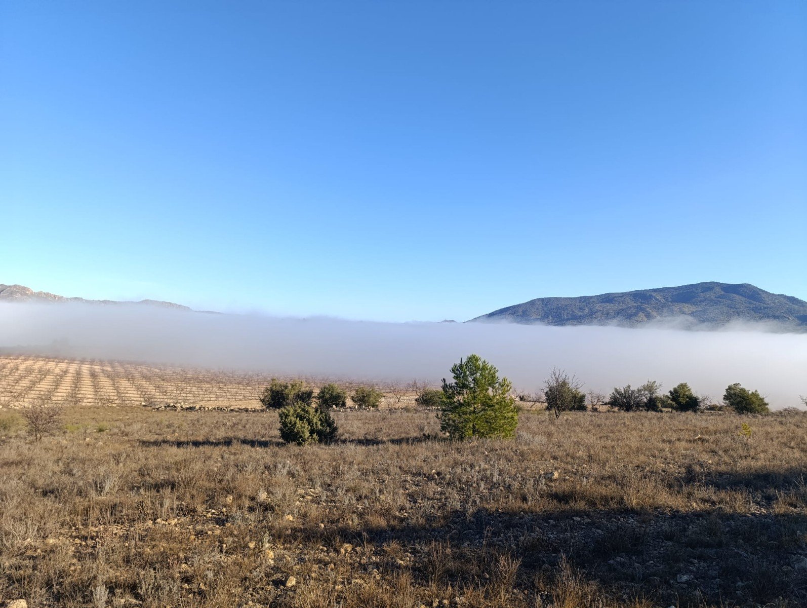 9,197 m² Land in Yecla - Caza De Casa