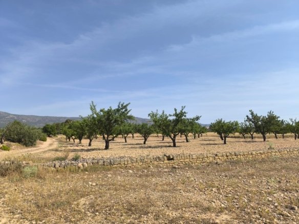 4,780 m² Land in Monóvar/Monóver - Caza De Casa