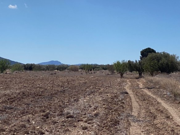 12,797 m² Land in Pinoso - Caza De Casa