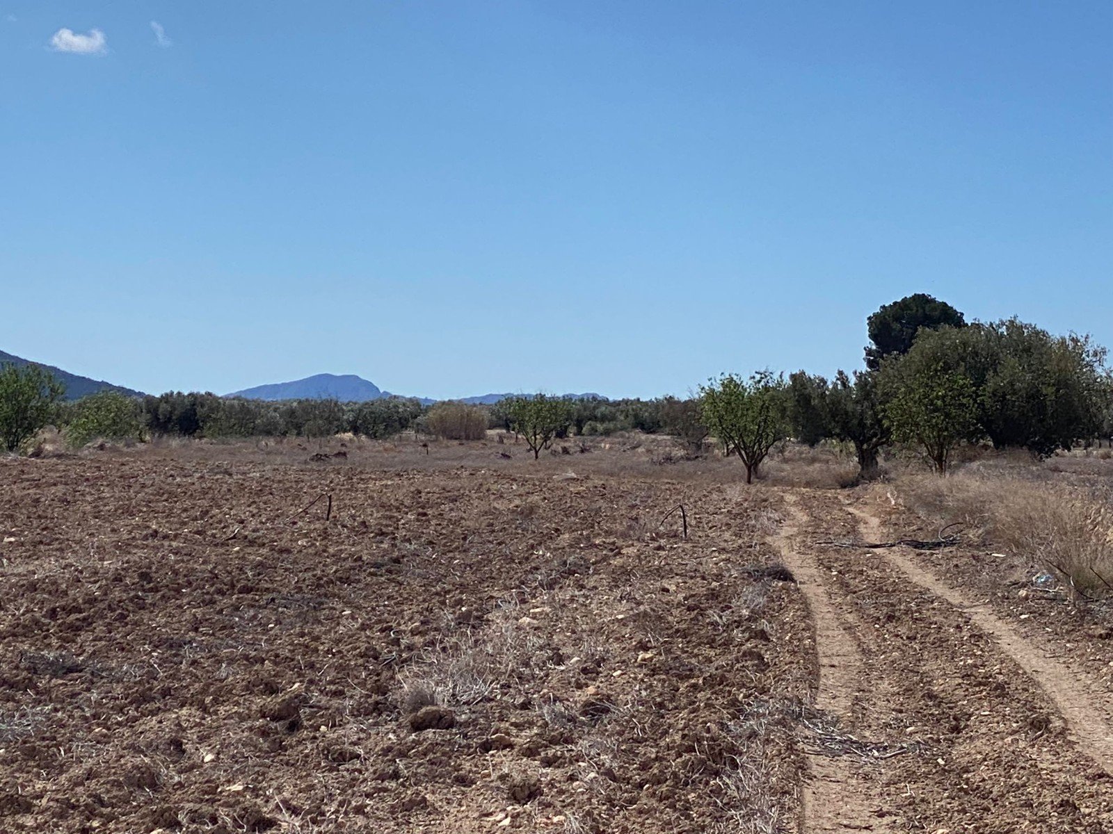 12,797 m² Land in Pinoso - Caza De Casa