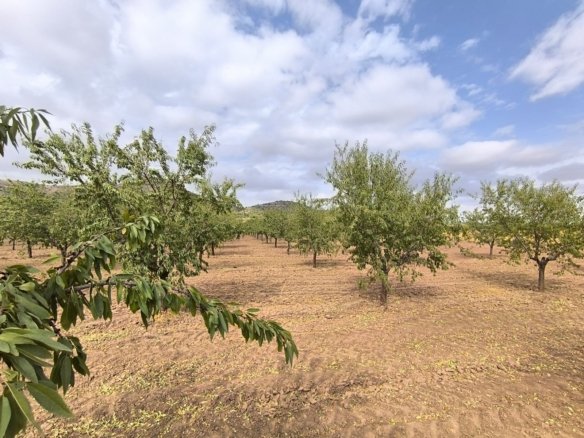 55,162 m² Land in Yecla - Caza De Casa