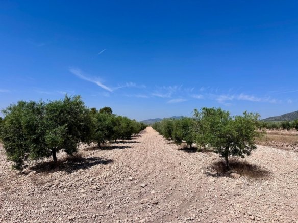 48,000 m² Land in Monóvar/Monóver - Caza De Casa
