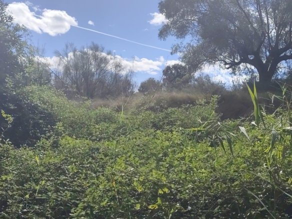 Land in Moratalla - Caza De Casa