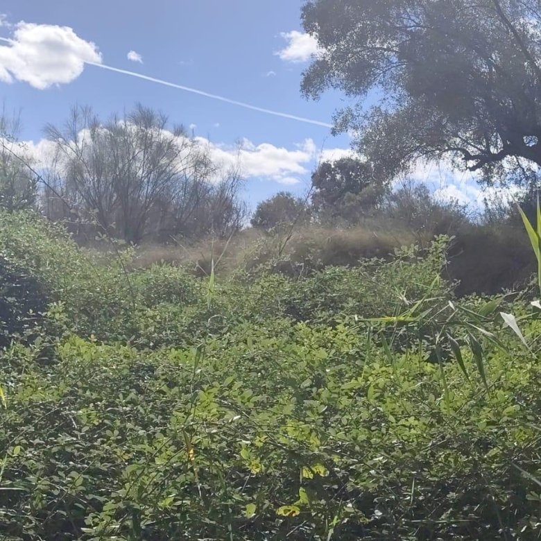 Land in Moratalla - Caza De Casa