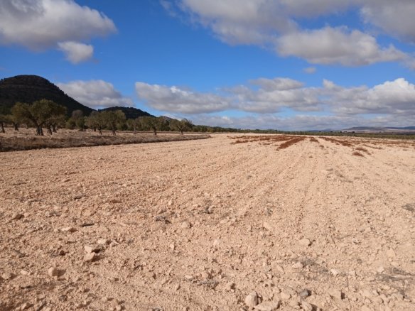 110,000 m² Land in Yecla - Caza De Casa