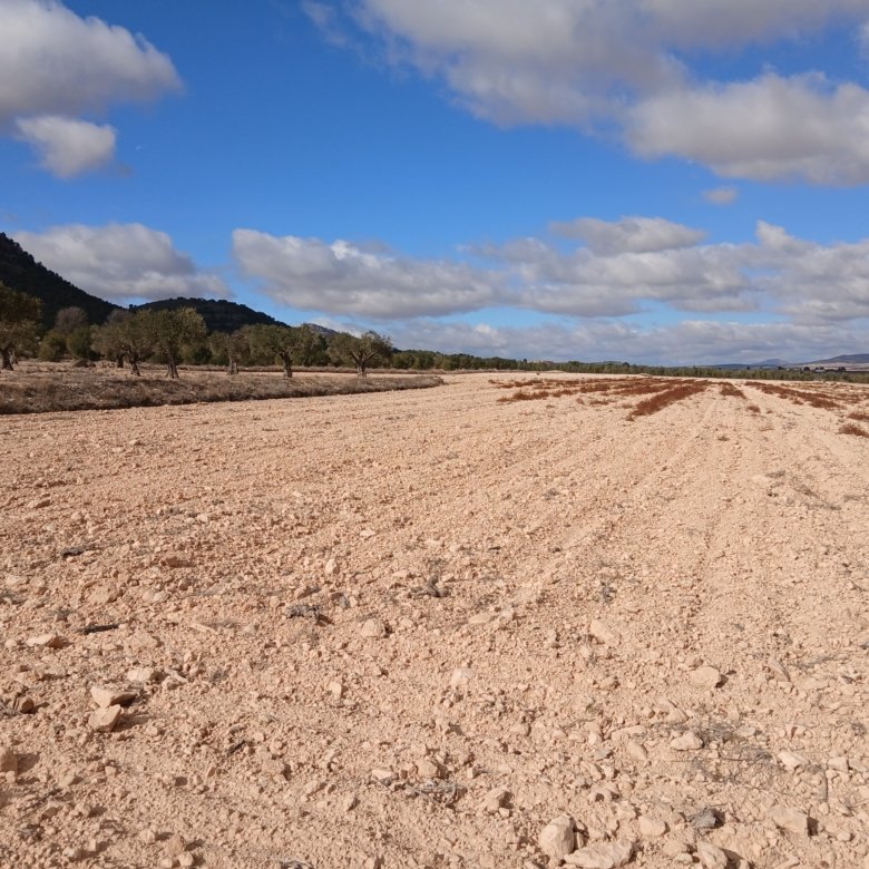 110,000 m² Land in Yecla - Caza De Casa