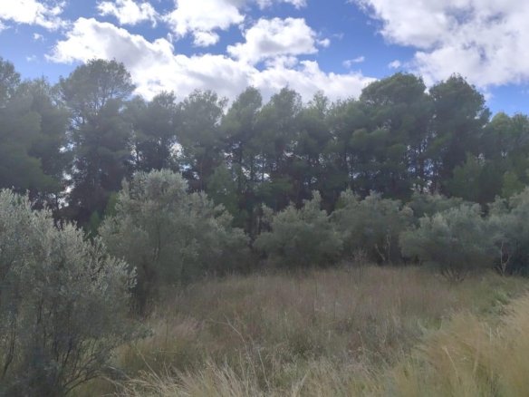 Land in Moratalla - Caza De Casa