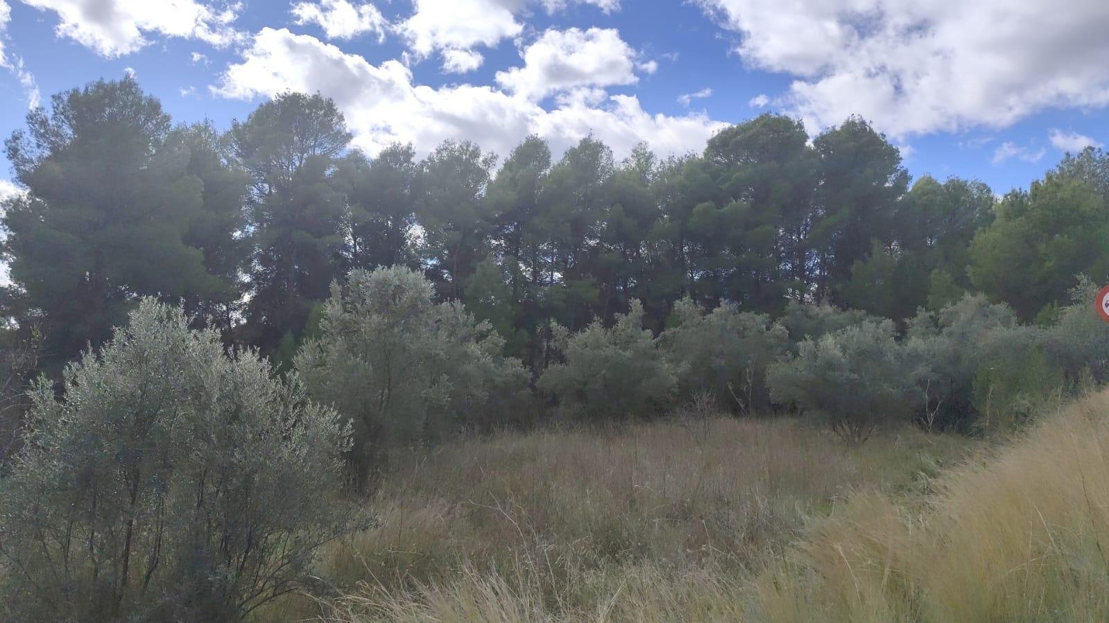 Land in Moratalla - Caza De Casa