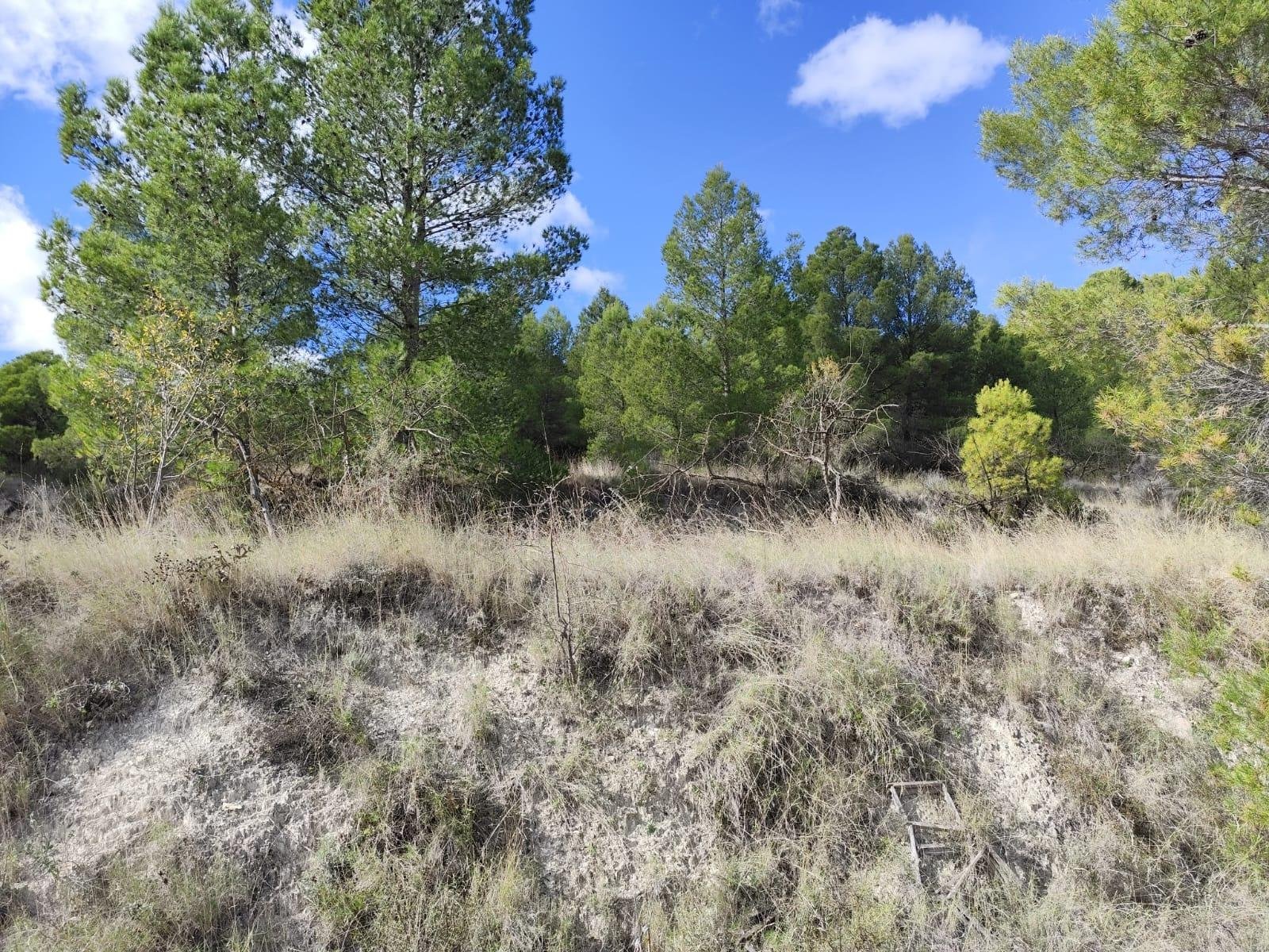 Land in Moratalla - Caza De Casa