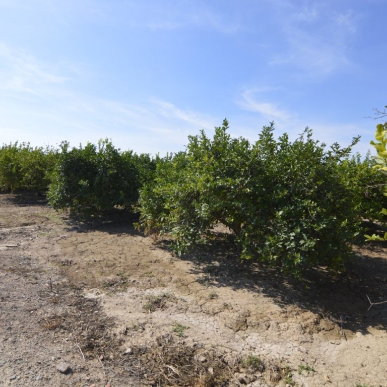 5,427 m² Land in Santomera - Caza De Casa