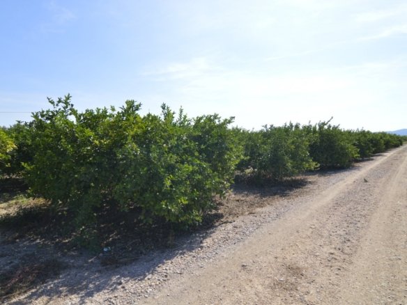 5,427 m² Land in Santomera - Caza De Casa